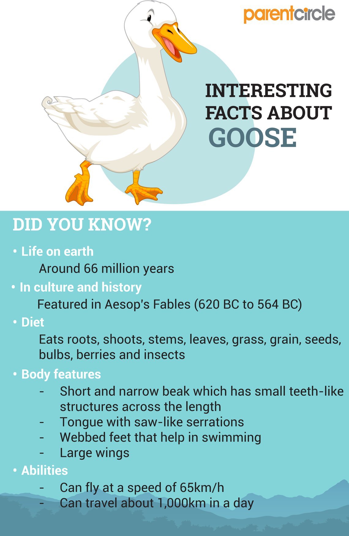 Goose Facts For Kids - Fun & Interesting Facts About Geese - Parentcircle