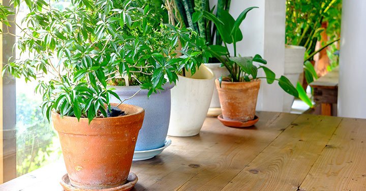 10 Best Air Purifying Indoor Plants For Your Home 10 Best Air Purifying Indoor Plants For Your Home