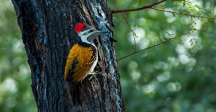 Woodpecker Facts for Kids: Fun Facts About Woodpeckers Bird - Parentcircle