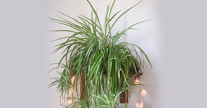 10 Best Air Purifying Indoor Plants For Your Home 10 Best Air Purifying Indoor Plants For Your Home