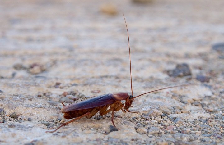 Cockroach Facts for Kids Cockroach Facts for Kids