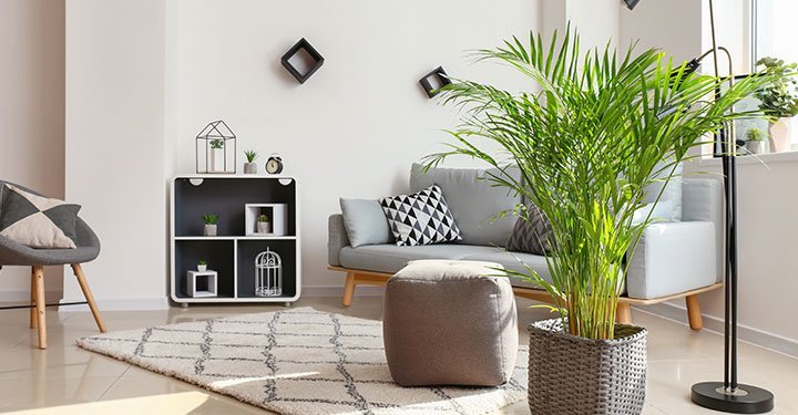 10 Best Air Purifying Indoor Plants For Your Home 10 Best Air Purifying Indoor Plants For Your Home