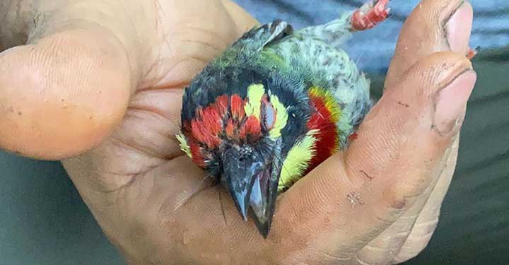 MS Dhoni And Daughter Ziva Team Up To Save An Injured Bird MS Dhoni And Daughter Ziva Team Up To Save An Injured Bird