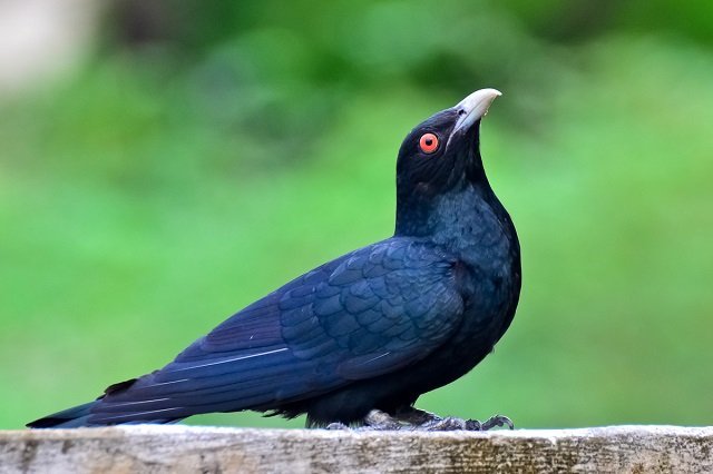 15 Life Lessons Your Child Can Learn From Birds 15 Life Lessons Your Child Can Learn From Birds