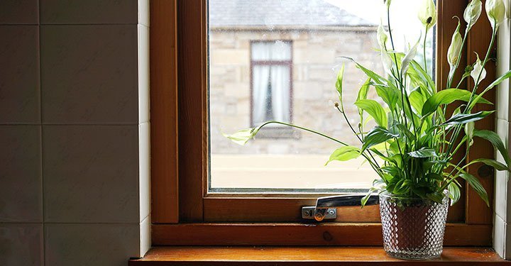 10 Best Air Purifying Indoor Plants For Your Home 10 Best Air Purifying Indoor Plants For Your Home