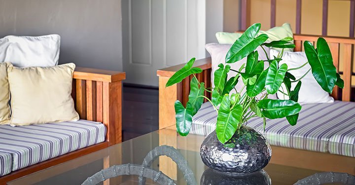 10 Best Air Purifying Indoor Plants For Your Home 10 Best Air Purifying Indoor Plants For Your Home