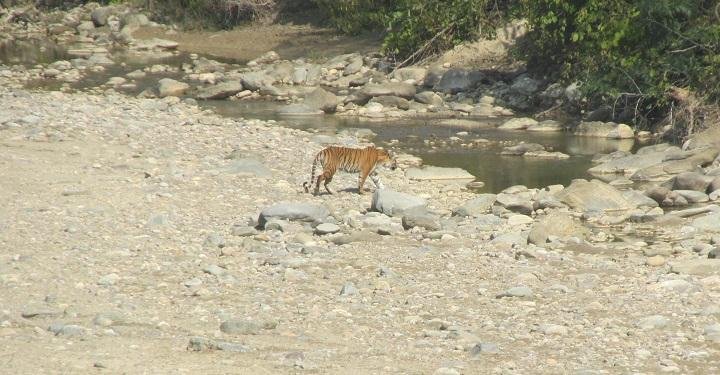 teaching-children-the-importance-of-wildlife-conservation-teach-your