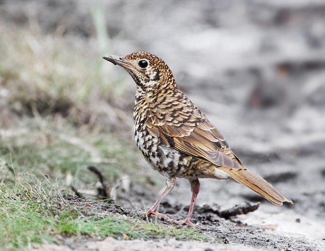 15 Life Lessons Your Child Can Learn From Birds 15 Life Lessons Your Child Can Learn From Birds