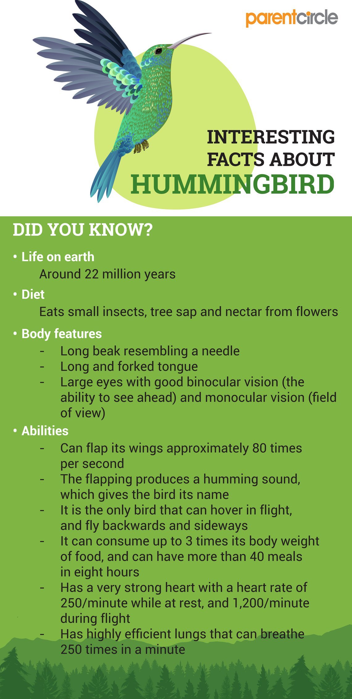 5 Interesting Facts About Hummingbirds