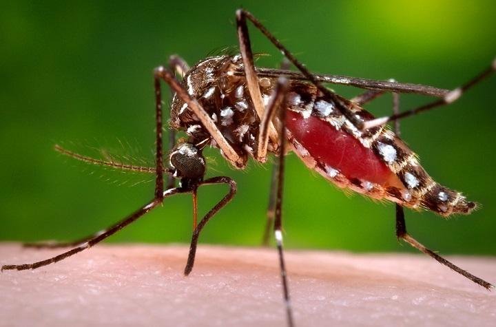 9 Tips To Prevent Malaria In Toddlers 9 Tips To Prevent Malaria In Toddlers