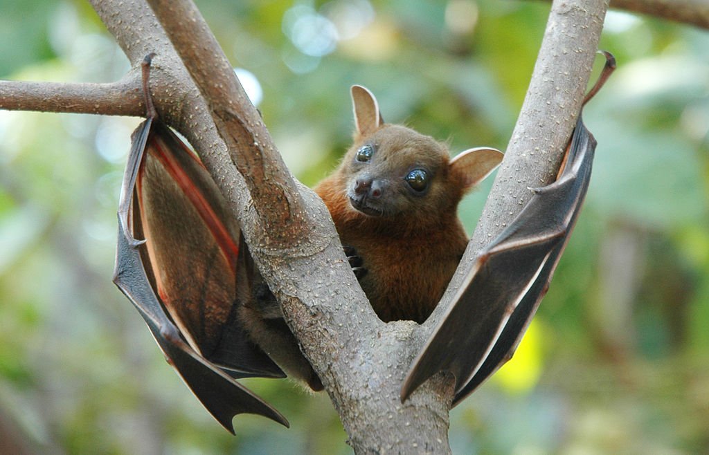 What Is Nipah Virus? All You Need To Know What Is Nipah Virus? All You Need To Know