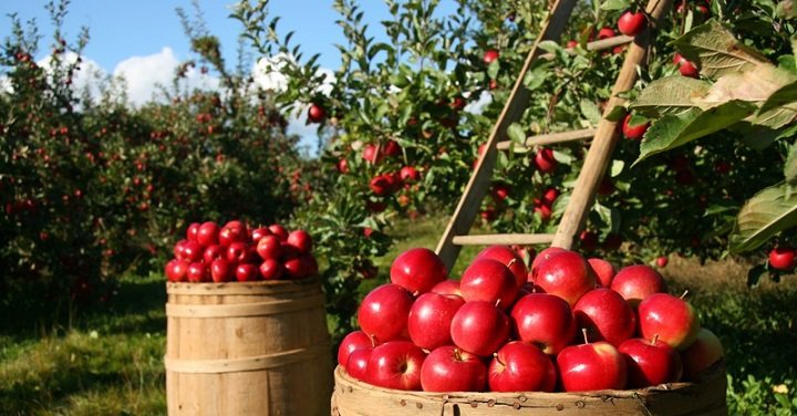 Health Benefits Of Eating Apple Fruit Health Benefits Of Eating Apple Fruit