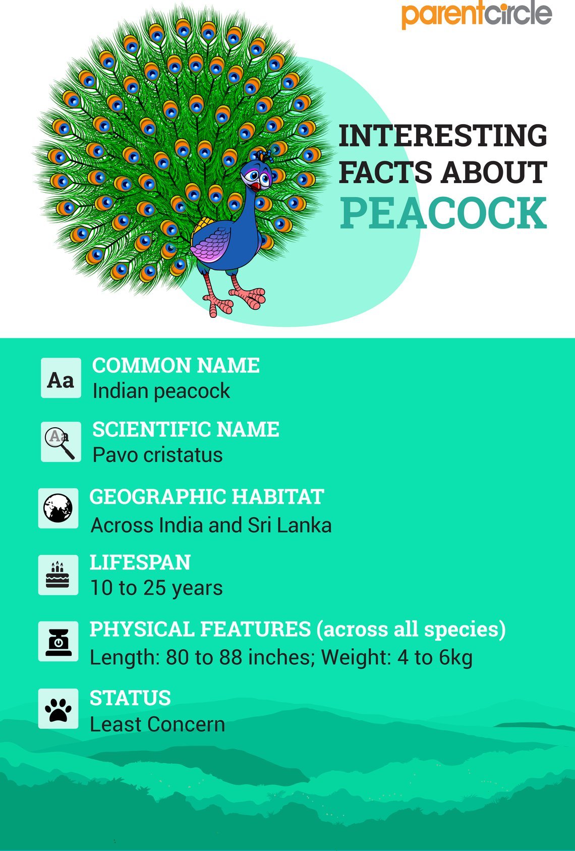 Peacock Facts And Information