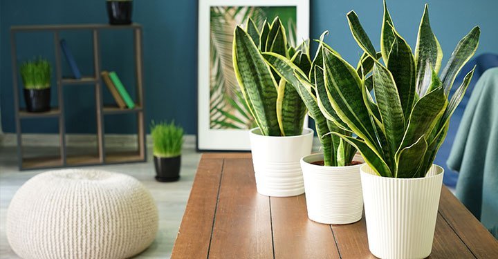10 Best Air Purifying Indoor Plants For Your Home 10 Best Air Purifying Indoor Plants For Your Home