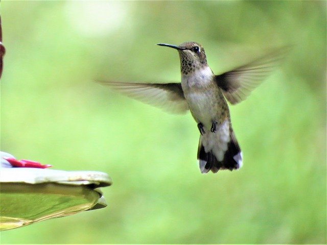 15 Life Lessons Your Child Can Learn From Birds 15 Life Lessons Your Child Can Learn From Birds