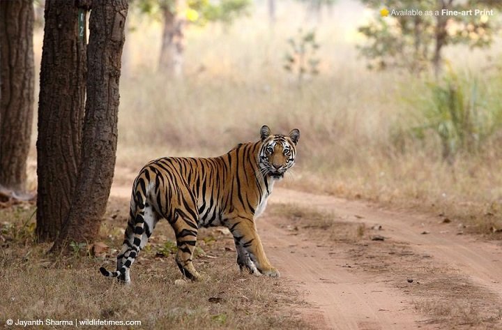 10 Best Places To Spot Tigers In India With Your Family 10 Best Places To Spot Tigers In India With Your Family