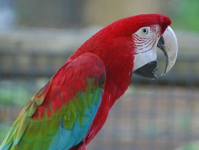 15 Life Lessons Your Child Can Learn From Birds 15 Life Lessons Your Child Can Learn From Birds