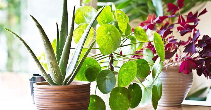 10 Best Air Purifying Indoor Plants For Your Home 10 Best Air Purifying Indoor Plants For Your Home