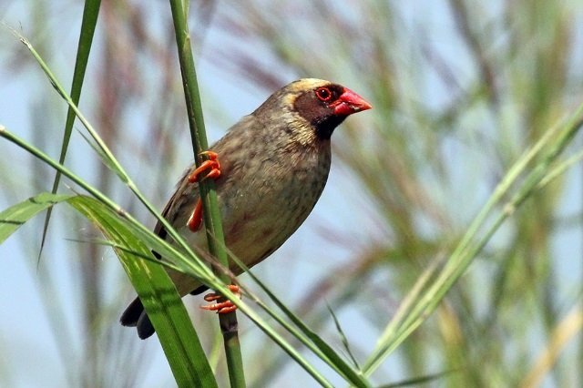 15 Life Lessons Your Child Can Learn From Birds 15 Life Lessons Your Child Can Learn From Birds