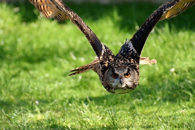 15 Life Lessons Your Child Can Learn From Birds 15 Life Lessons Your Child Can Learn From Birds