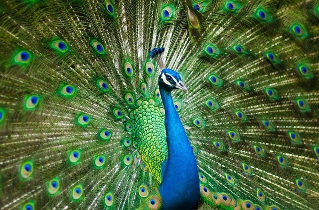 15 Life Lessons Your Child Can Learn From Birds 15 Life Lessons Your Child Can Learn From Birds