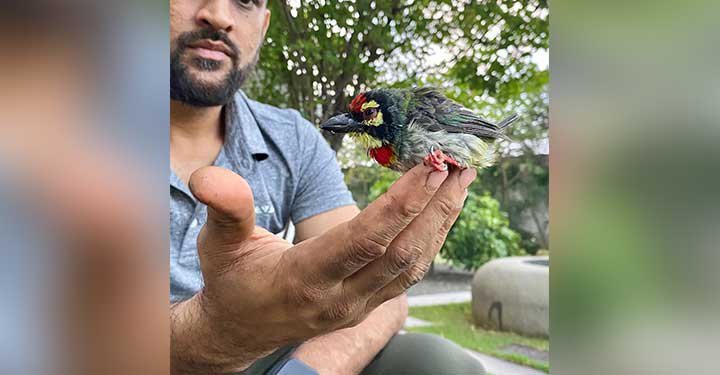 MS Dhoni And Daughter Ziva Team Up To Save An Injured Bird MS Dhoni And Daughter Ziva Team Up To Save An Injured Bird