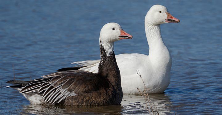 Goose Facts For Kids Fun And Interesting Facts About Geese Parentcircle