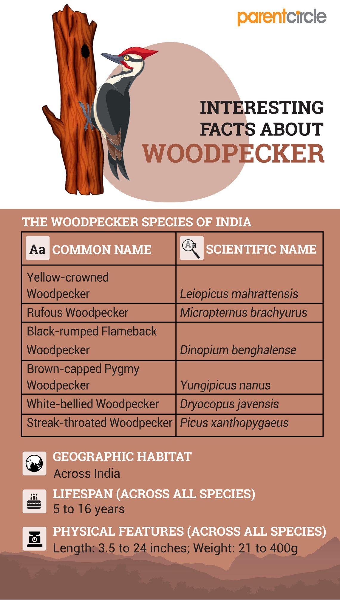 Woodpecker Facts for Kids: Fun Facts About Woodpeckers Bird - Parentcircle
