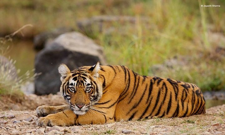 10 Best Places To Spot Tigers In India With Your Family 10 Best Places To Spot Tigers In India With Your Family