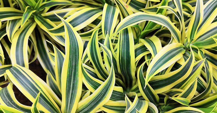 10 Best Air Purifying Indoor Plants For Your Home 10 Best Air Purifying Indoor Plants For Your Home
