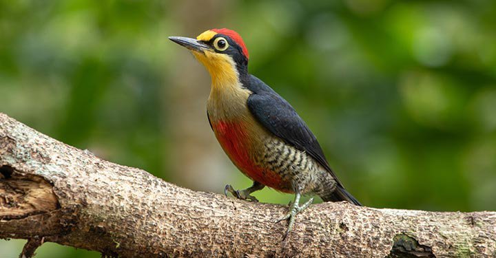 Woodpecker Facts for Kids: Fun Facts About Woodpeckers Bird - Parentcircle