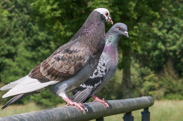 15 Life Lessons Your Child Can Learn From Birds 15 Life Lessons Your Child Can Learn From Birds