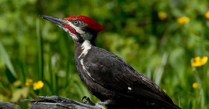 Woodpecker Facts for Kids: Fun Facts About Woodpeckers Bird - Parentcircle