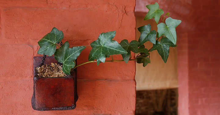 10 Best Air Purifying Indoor Plants For Your Home 10 Best Air Purifying Indoor Plants For Your Home