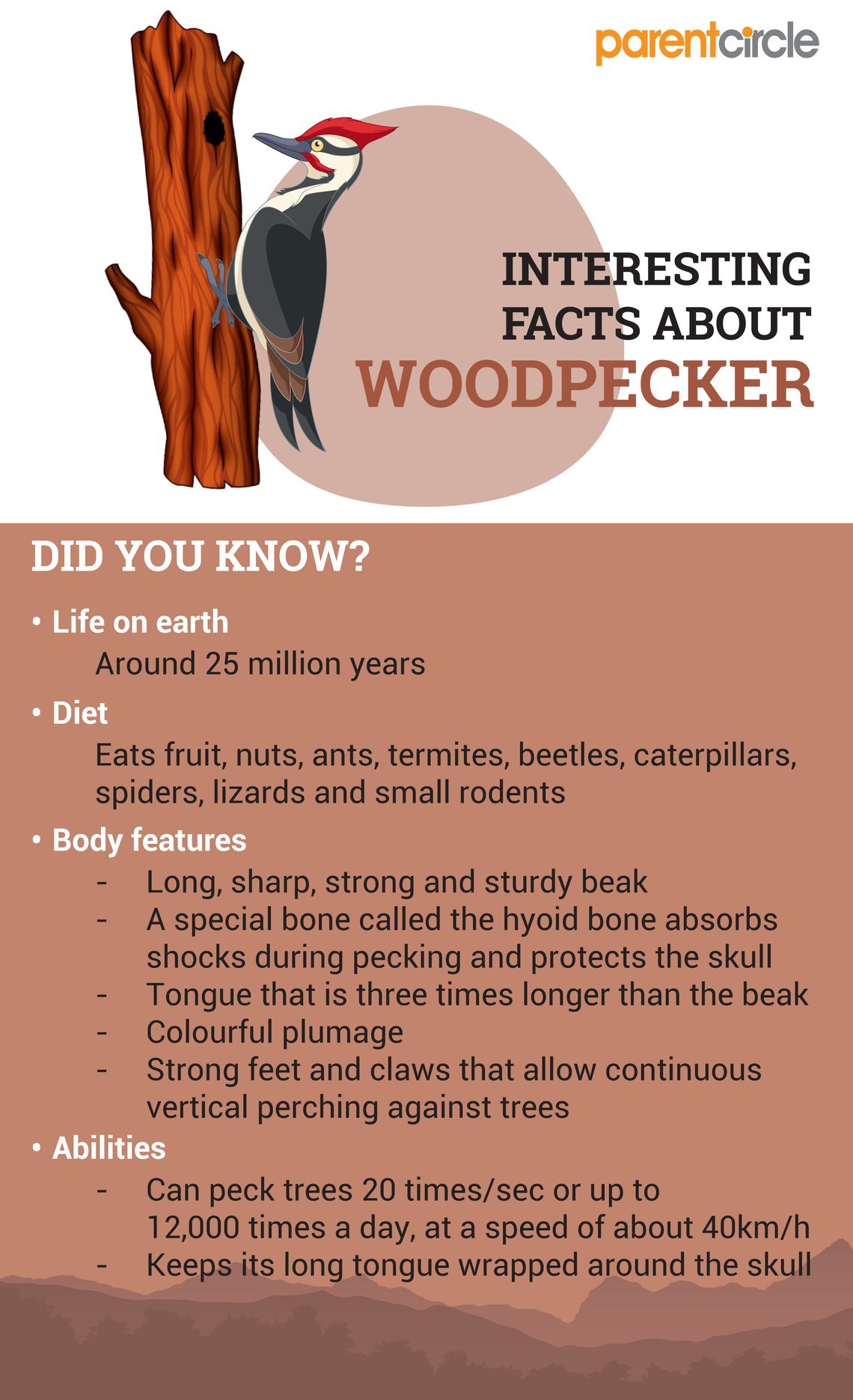 woodpecker-facts-for-kids-fun-facts-about-woodpeckers-bird-parentcircle