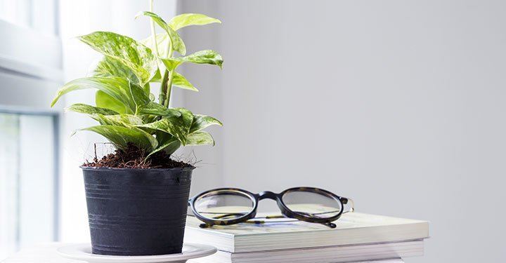 10 Best Air Purifying Indoor Plants For Your Home 10 Best Air Purifying Indoor Plants For Your Home