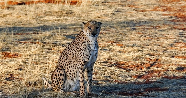 Interesting Facts About Cheetah For Kids