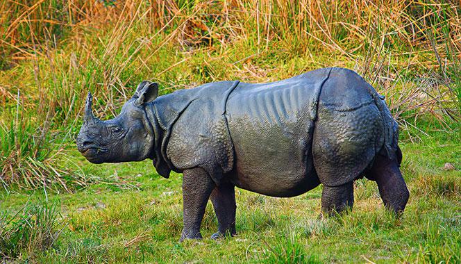 Top 8 Endangered Species In India To See Before They Disappear